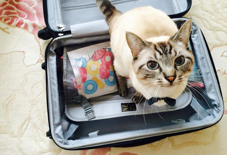 写真：ペット旅行　猫バージョン